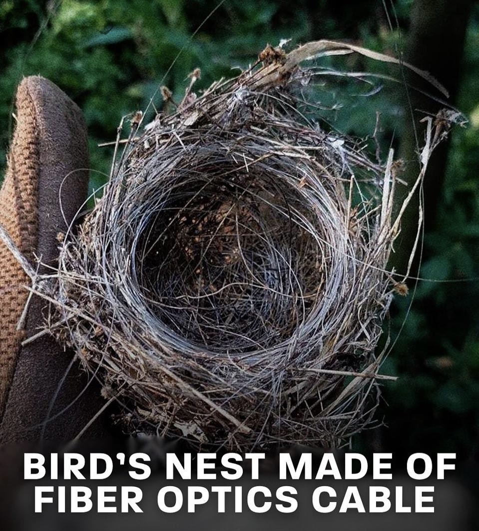 Ukrainian bird made a nest out of fiber optic cables