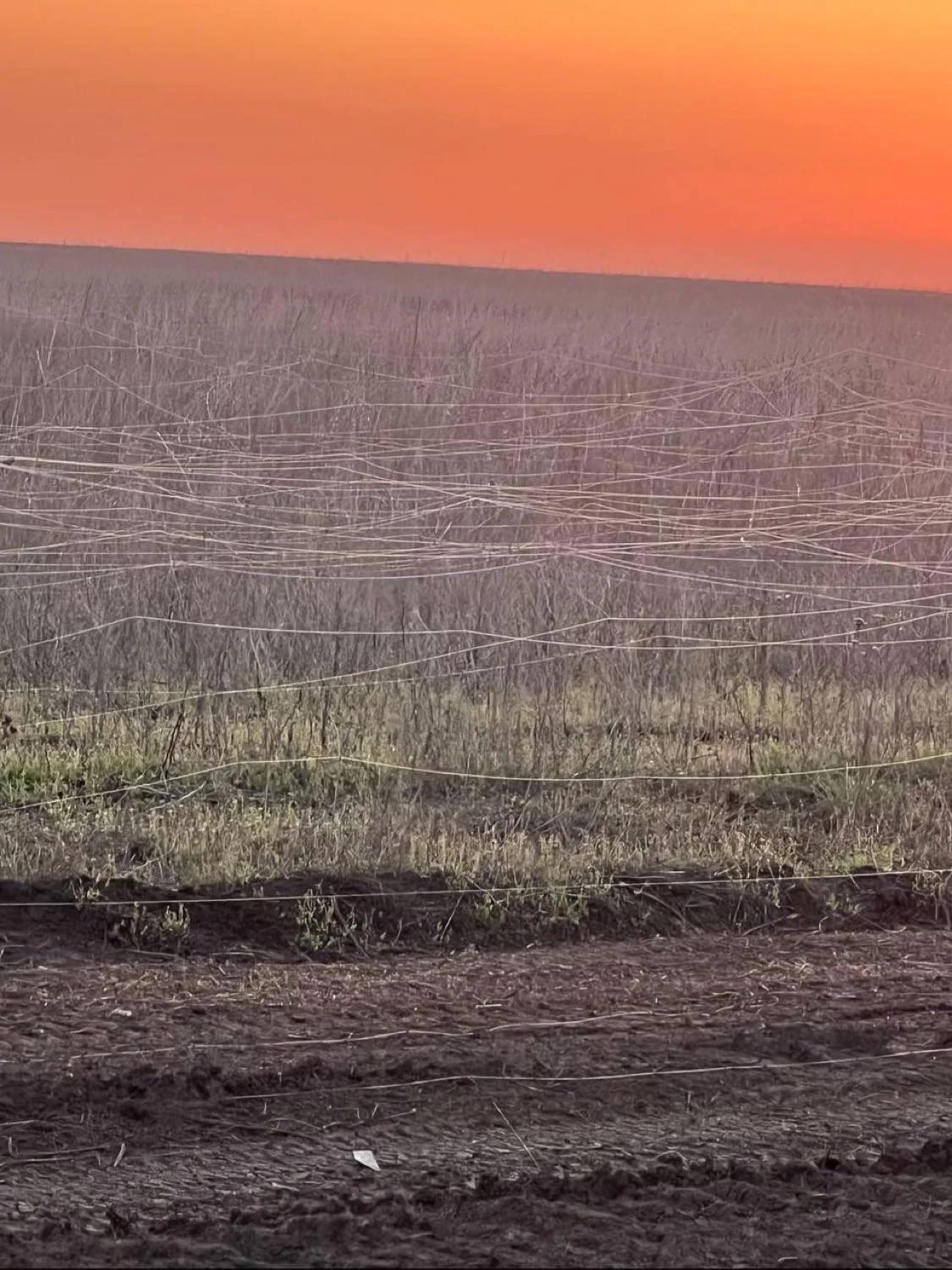 field covered in fiber optic cables