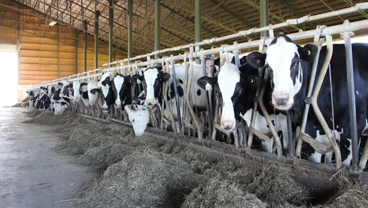 Image of a beef industrial farm
